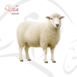 خروف روماني - جذع وسط (25-28 كغ)