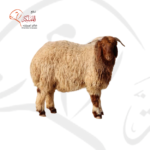 خروف نعيمي - هرفي (20-22 كغ)