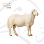 خروف رفيدي - كامل (12–15 كجم)