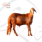 خروف سواكني - هرفي كامل (16-19 كغ)
