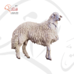 خروف حري - لباني كامل (12-15 كغ)